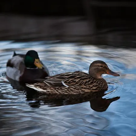 Appartement Utspann 8